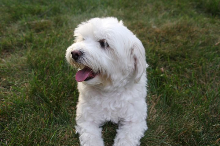 Dog